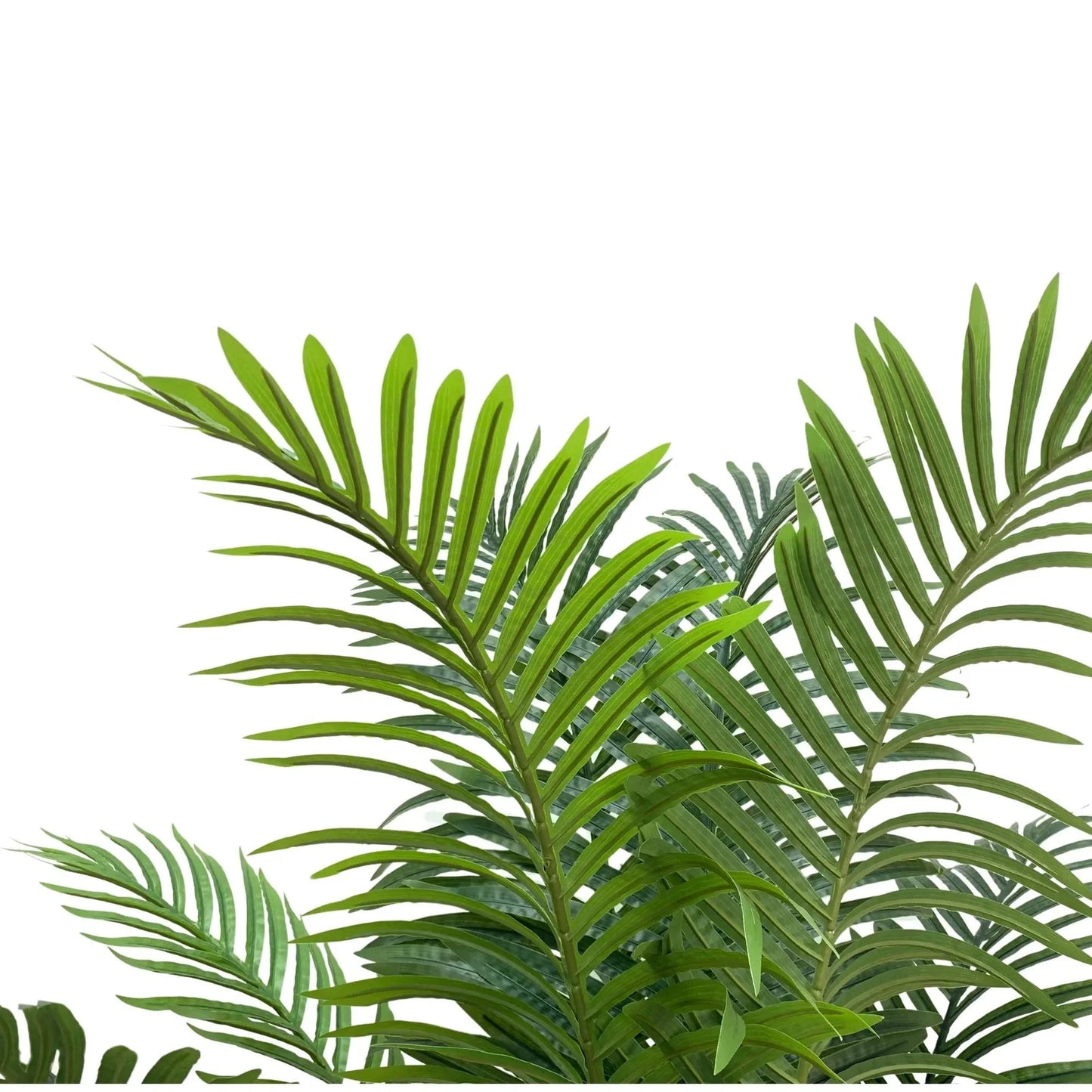 Palm Cane Green 80x80x152cm
