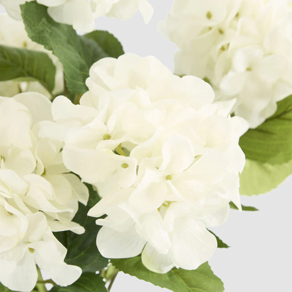 Hydrangea Bush with 7 Heads White