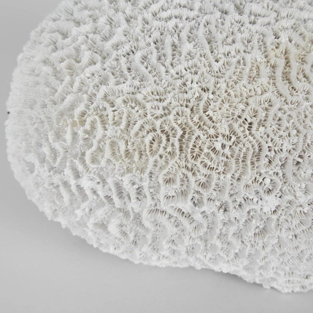 Cove White Sea Urchin 17X18X12CM