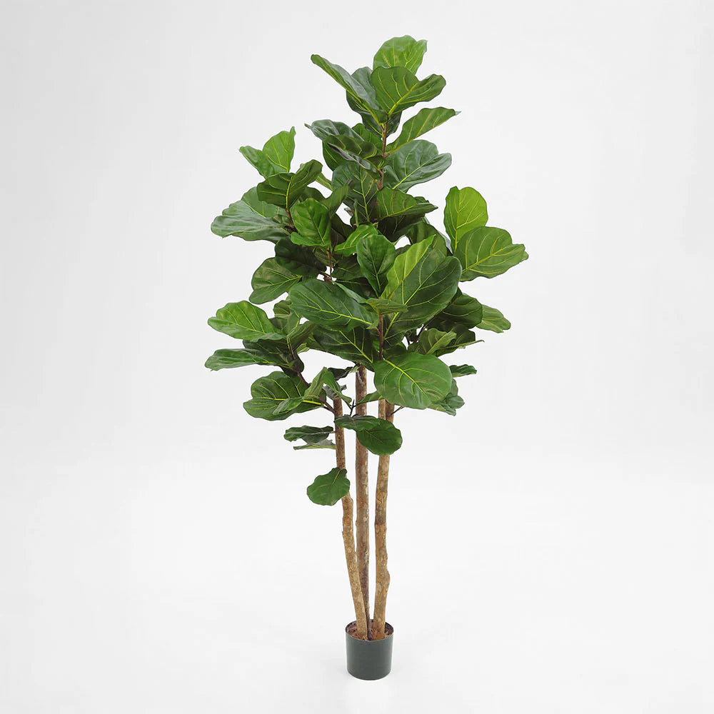 2.3m Fiddle Leaf Tree With 94 Leaves