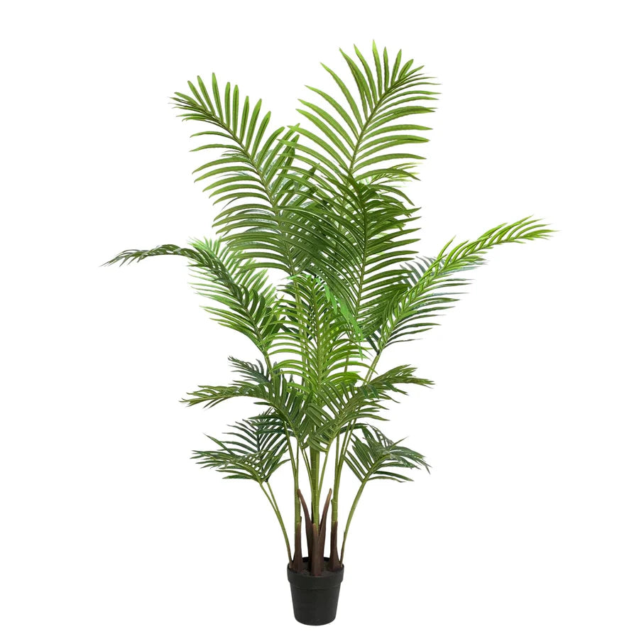 Palm Cane Green 80x80x152cm
