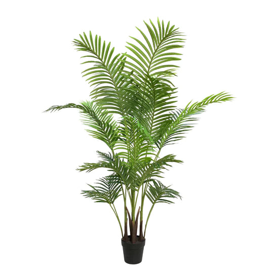 Palm Cane Green 80x80x152cm