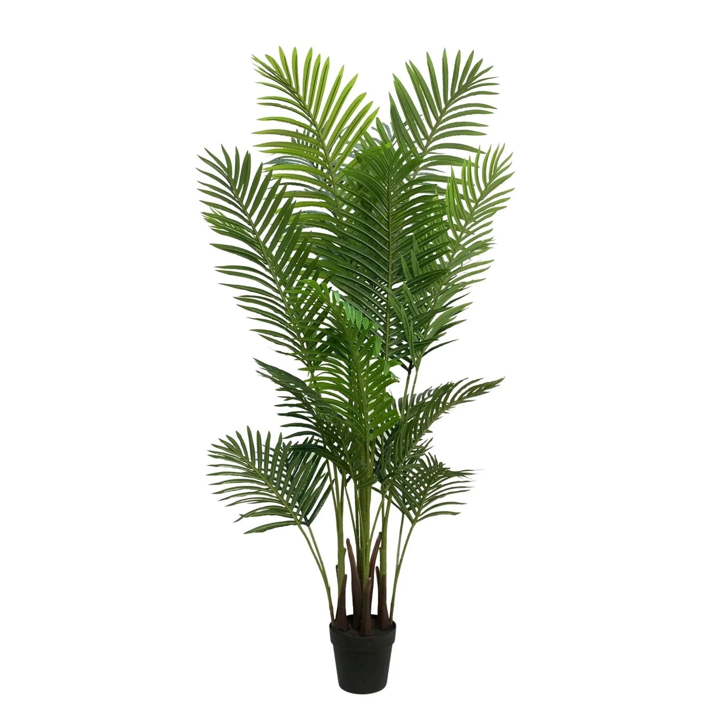 Palm Cane Green 80x80x152cm