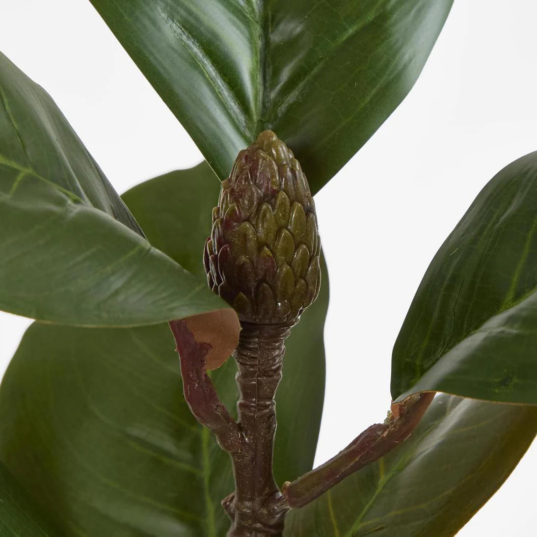Southern Magnolia Branch