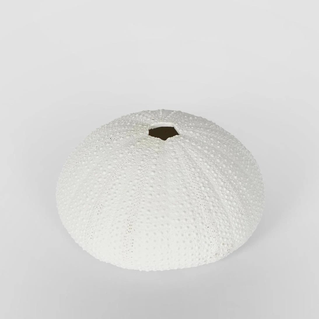 Susie White Sea Urchin 9X9X4.5CM