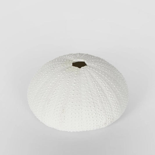 Susie White Sea Urchin 9X9X4.5CM