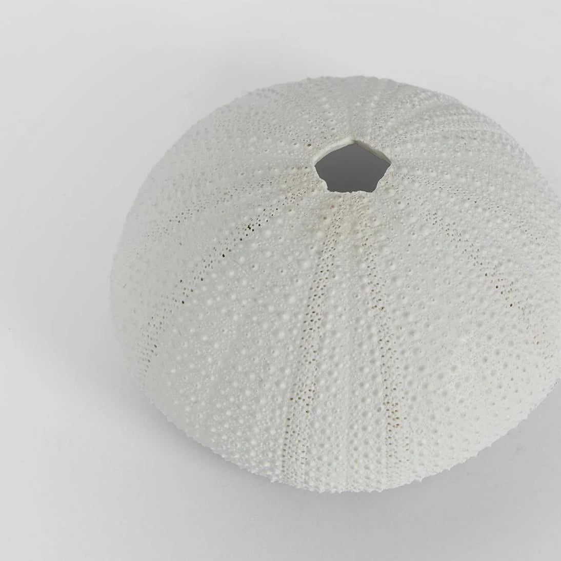 Susie White Sea Urchin 9X9X4.5CM